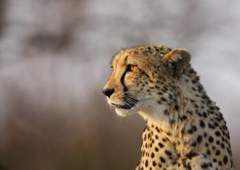 photography-cheetah-kruger-safari-south-africa