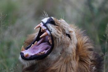 wildlife-lion-kruger-safari