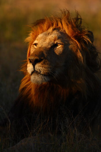 wildlife-photography-lion-portrait-kruger-safari-royal-malewane