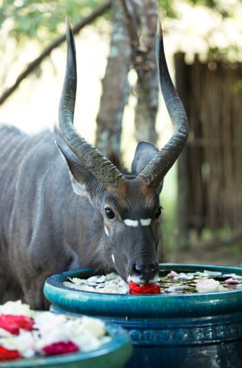 wildlife-nyala-lodge-safari-luxury-antelope