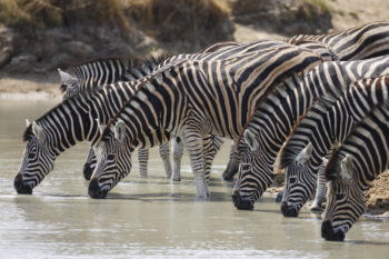 wildlife-zebra-luxury-private-safari-africa-animal