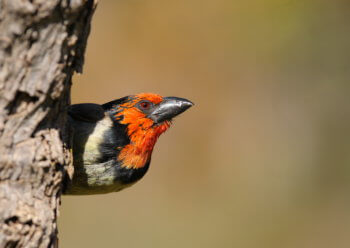 wildlife-ryan-black-collared-barbet-safari-kruger
