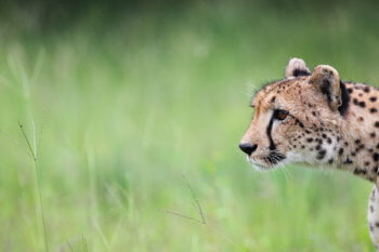 wildlife-ryan-cheetah-stalking-safari-kruger