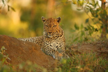 wildlife-ryan-leopard-safari-kruger