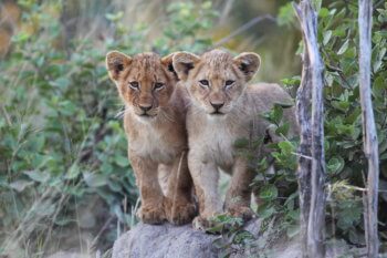 wildlife-ryan-lio-cubs-safari-kruger