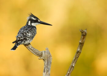 wildlife-ryan-pied kingfisher-safari-kruger