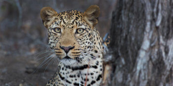 leopard-safari-south-africa