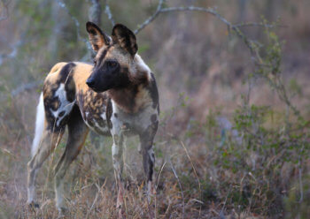 wild-dog-safari-south-africa