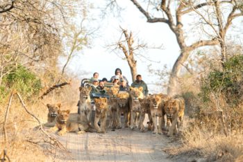 lions-wildlife-safari-south-africa