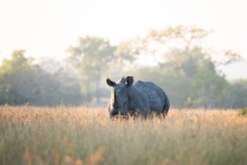 rhino-royal-malewane-safari